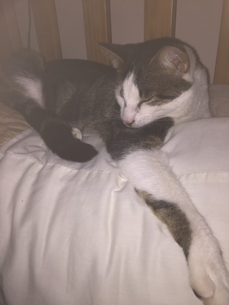 The worst thing about having a cat?