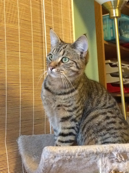 Risk of cat getting stolen?