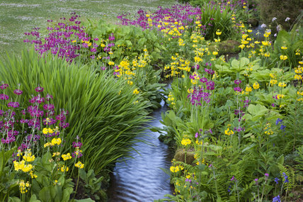 Shady characters - a permanent home for shade garden suggestions!