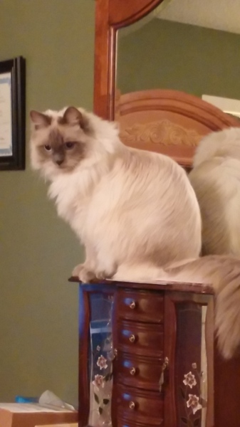 Thinking of getting a Ragdoll, anyone have one?