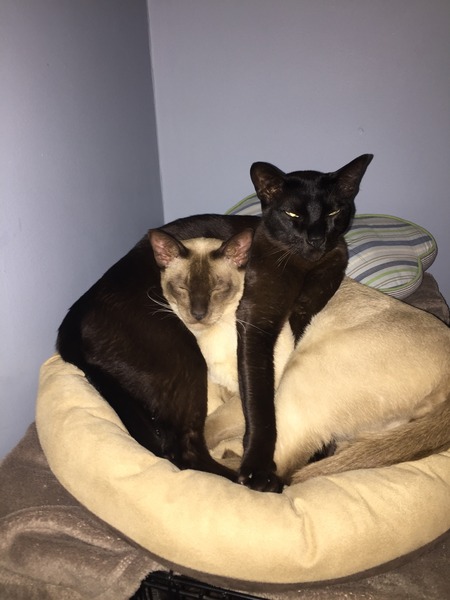 Anyone have any experience of Tonkinese cats?