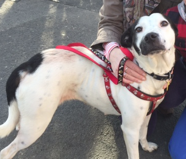 rehoming a rescue dog