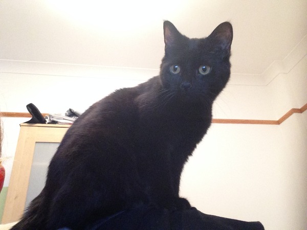 Worried my kitten is bored