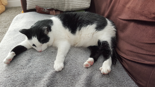 To adopt a cat (again)?
