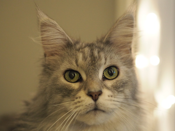 Tell me about your maine coons
