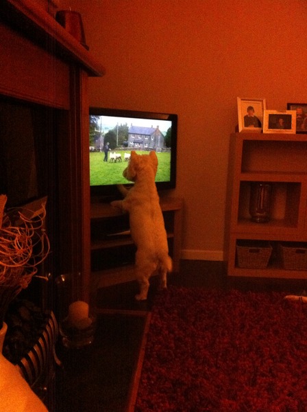 What silly things do your dogs do/have you taught your dog to do that makes you laugh?