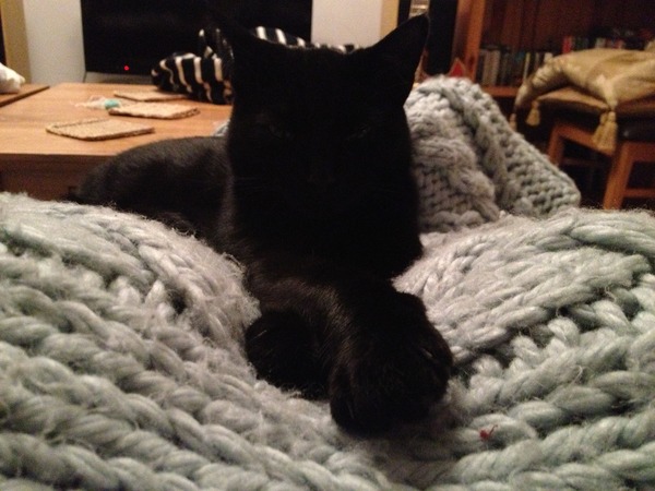Black Cat Appreciation Thread