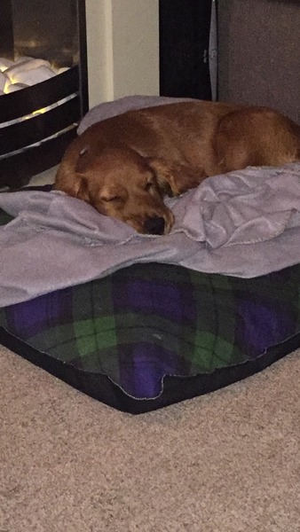 Anyone feel like a puppy support thread?