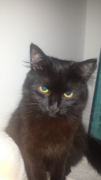 Black Cat Appreciation Thread