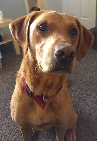 Forever home wanted...