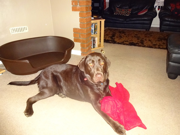 Tell us your stories about choosing a pet for a chance to win a £100 voucher for a pet shop of your choice