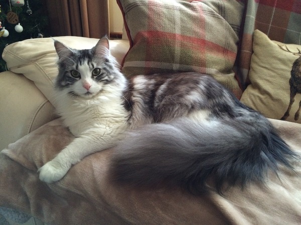 Tell me about your maine coons
