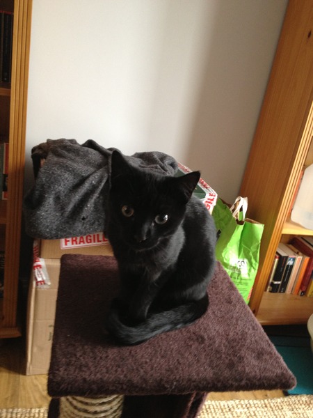 Black Cat Appreciation Thread