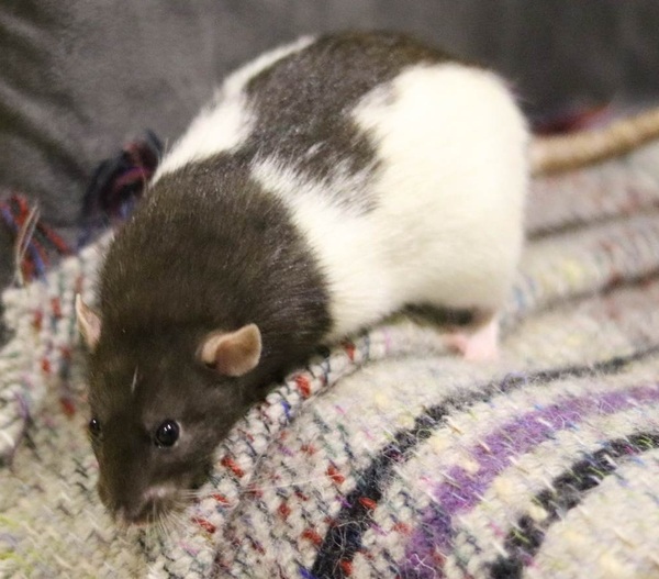 Get your rat[s] out!