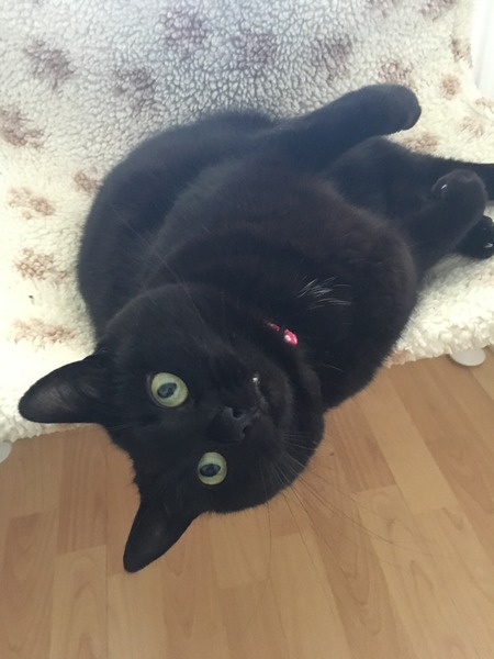 Black Cat Appreciation Thread