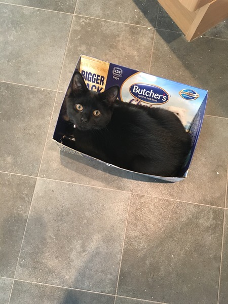 Black Cat Appreciation Thread