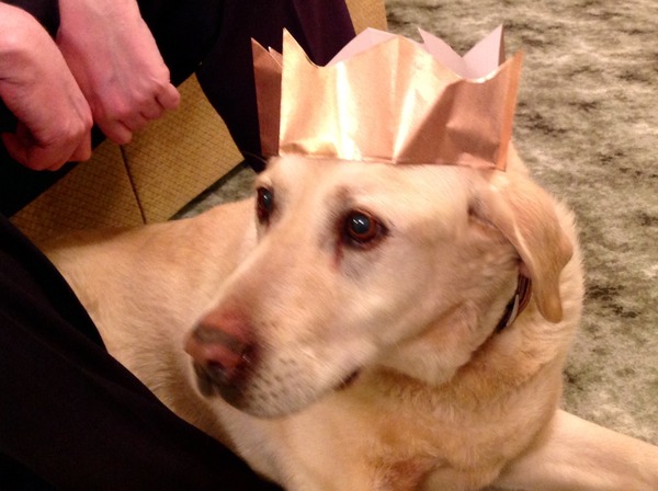 Tell us your stories about choosing a pet for a chance to win a £100 voucher for a pet shop of your choice