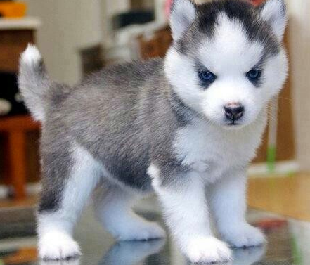 No, you have a mongrel