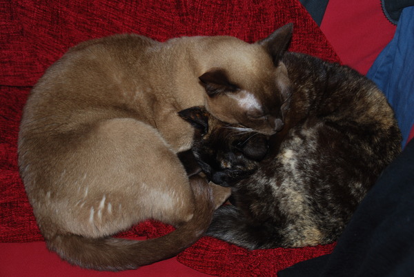 To categorically refuse to allow the cat in the bedrooms