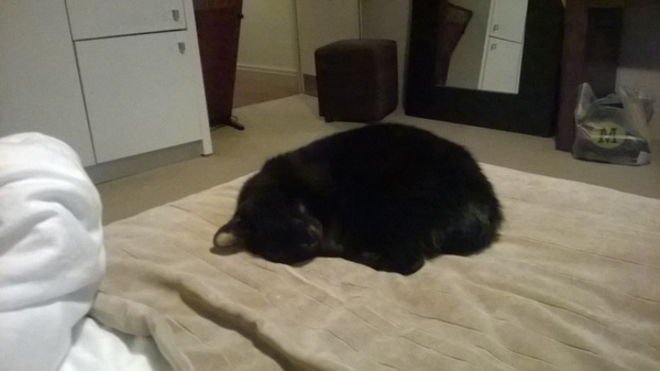 To adopt a cat (again)?
