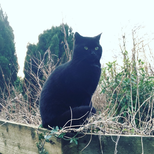 Black Cat Appreciation Thread