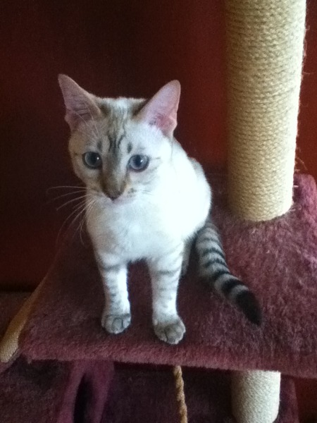Any one know about Bengals?