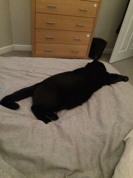 The worst thing about having a cat?