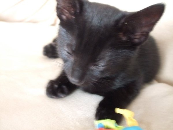 Black Cat Appreciation Thread