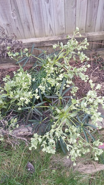 Can anyone tell me what this plant us please?