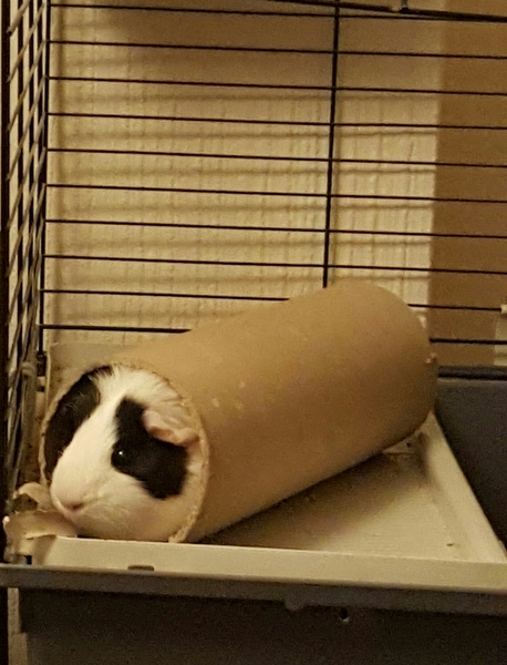 Is it a Pig or is it a tunnel??