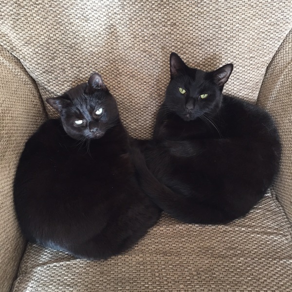 Black Cat Appreciation Thread