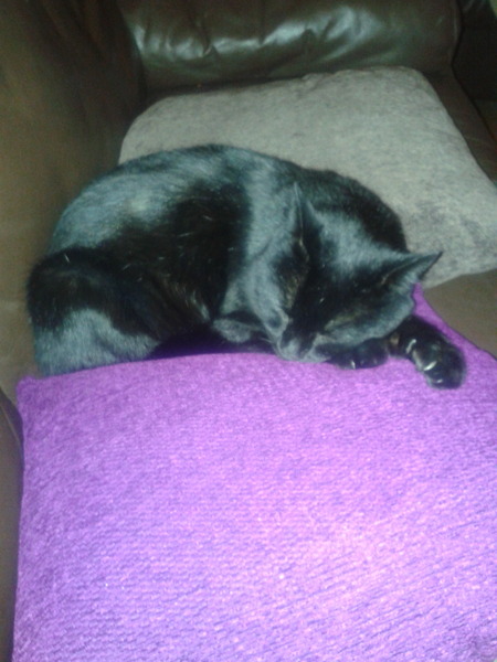 Black Cat Appreciation Thread