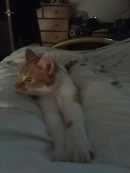 Tell us your stories about choosing a pet for a chance to win a £100 voucher for a pet shop of your choice