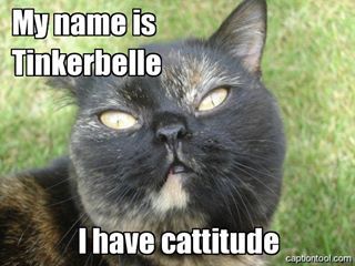 Cat's facial expressions :)