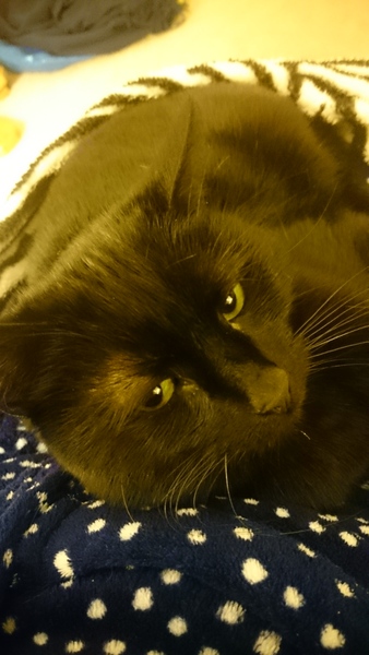 Cat's facial expressions :)