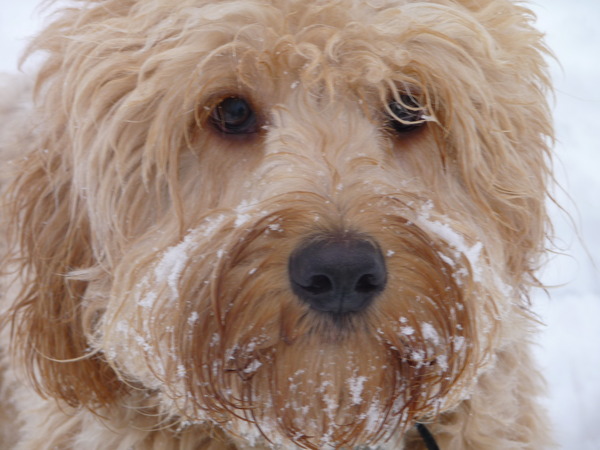 No, you have a mongrel