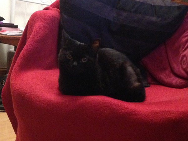 Black Cat Appreciation Thread