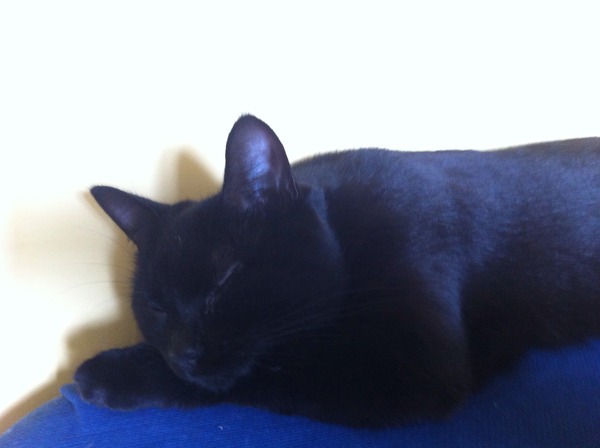 Black Cat Appreciation Thread