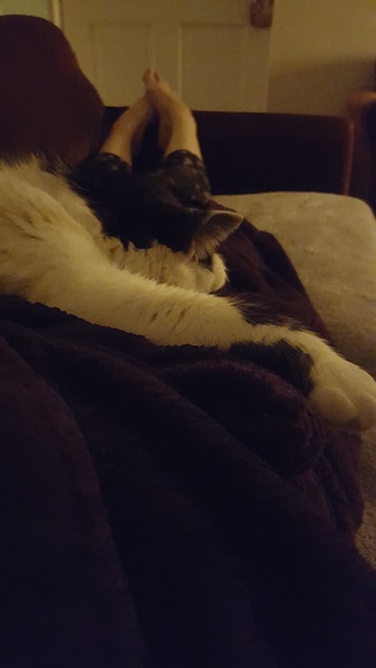 To adopt a cat (again)?