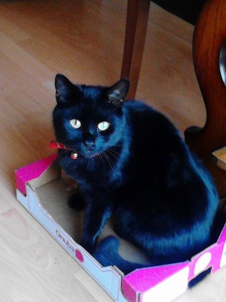 Black Cat Appreciation Thread