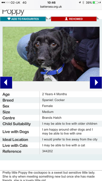 To be sad that more people don't consider rescue dogs?