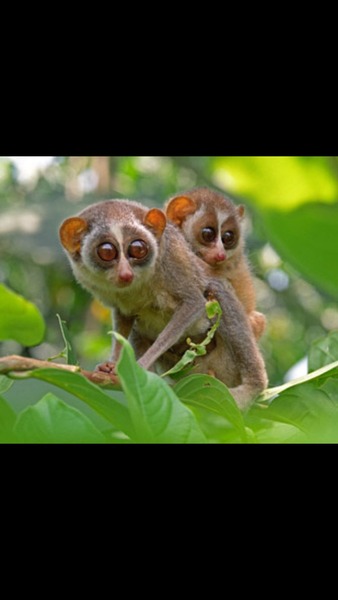 Zombie's Surgical Adventures and Beyond