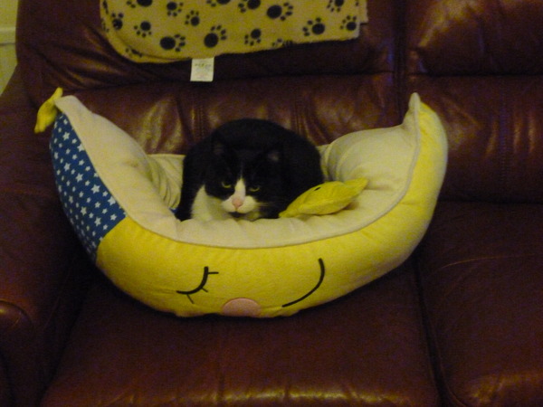 My cat loves his new bed