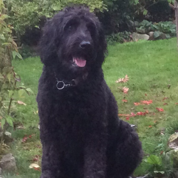 Tell us your stories about choosing a pet for a chance to win a £100 voucher for a pet shop of your choice