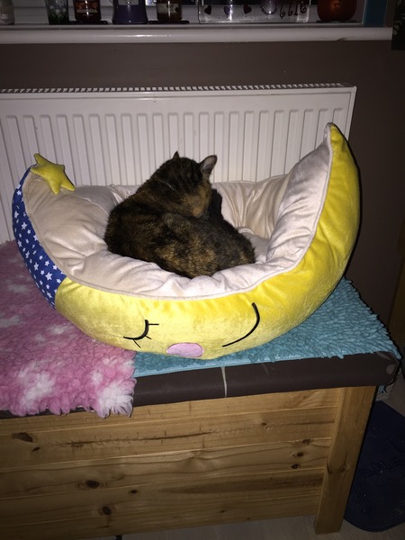 My cat loves his new bed