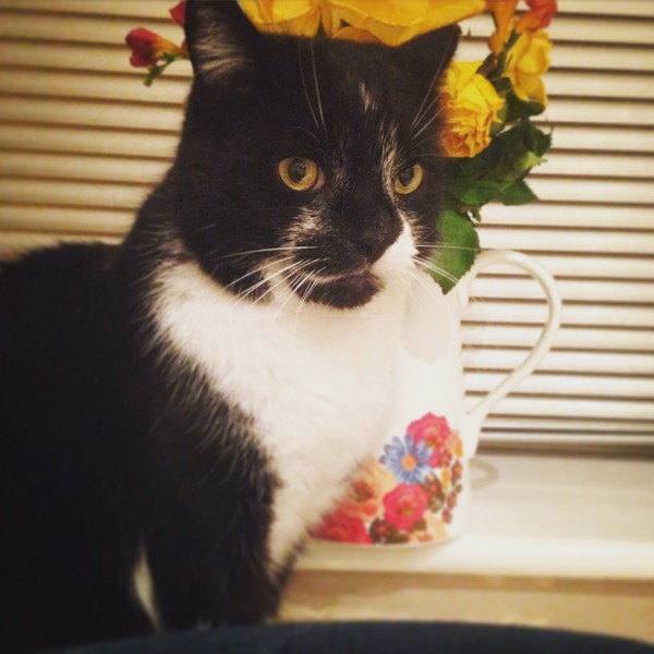 Black Cat Appreciation Thread