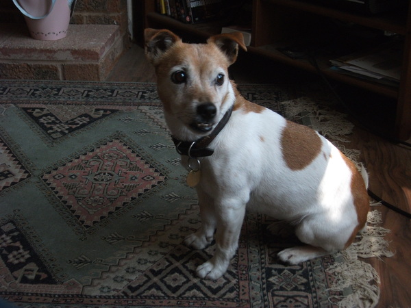 To be sad that more people don't consider rescue dogs?