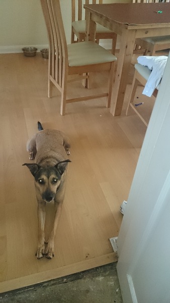 Slightly limpy doggy