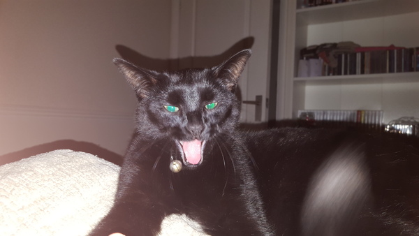 Cat's facial expressions :)
