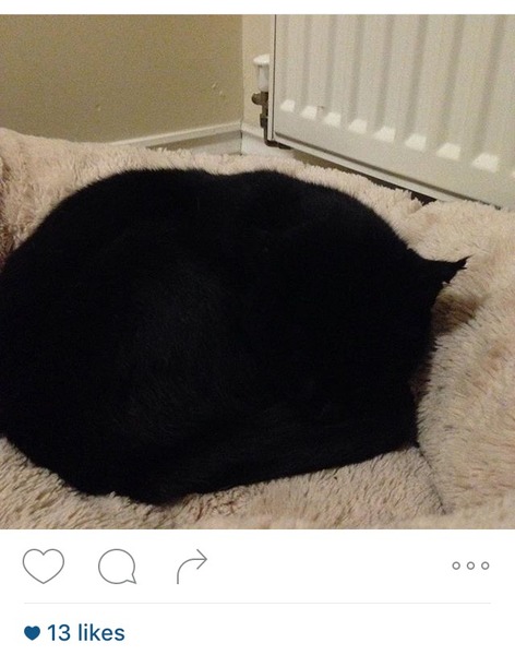 Black Cat Appreciation Thread